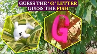 Guess The Hidden Fish Letter Puzzle World Riddles US Puzzles IQ Test Brain Teasers Hidden Letters IQ