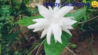 Jasmine Flower / Mallipoo / Malligai / Home Garden Tour/Short Video/ Happy Gardening