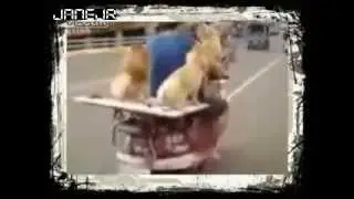 Who let the dogs out...and about