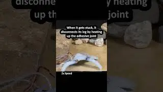 Self-Amputating and Interfusing Machines