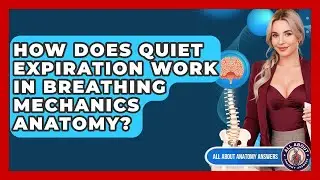 How Does Quiet Expiration Work In Breathing Mechanics Anatomy? - All About Anatomy Answers