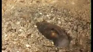 Ophidion barbatum