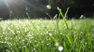 Understanding the Oneness of Life