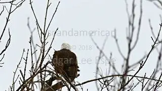 Bald Eagle On Branch