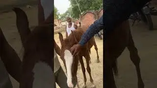 Horse lameness#trypanosomiasis in horse #symtoms #horses