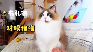 奥斯卡影帝！布偶缅因装死大赛！ #抖音萌宠出道计划 #布偶猫 #这也太可爱了吧 #缅因猫 #我和宠物日常 #宠物vlog #貓咪日常
