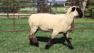 Chabot Show Lambs_4120