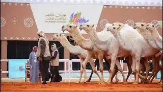 تغطية ومونتاج مهرجان اضم للإبل والحرف اليدوية اليوم الاول والثاني 