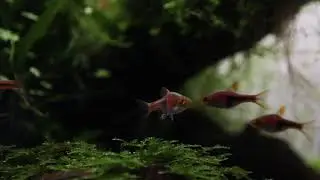 Amtra Pro Nature