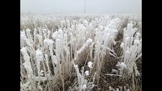 State of US Agriculture Losses as the Grand Solar Minimum Intensifies (592)
