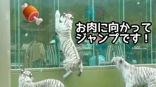 ホワイトタイガー　シロップママとツキちゃんシグレくん　お肉に向かってジャンプします【伊豆アニマルキングダム】Syrup Tsuki Shigure Izu Animal Kingdom 