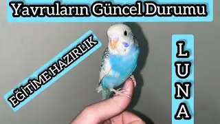 Yavru Muhabbet Kuşum Eğitime Hazırlanıyor!?