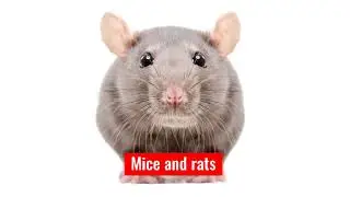 Pest Control Olive Branch, MS