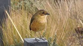 Tororoi leonado, Tawny Antpitta  (Grallaria quitensis)