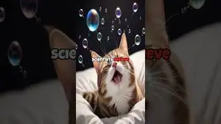 Do Cats Dream When They Sleep?