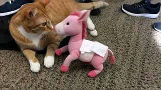 Kitty has a friend #shortvideo #cat #love ##kitten #play #friend #shorts #video #toys 