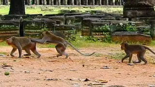 So Pitifully! Nanda was Attacked Seriously by a Dangerous Male Monkey!