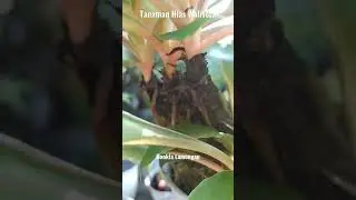 Cantiknya Tanaman Hias Walisota #palisota #walisota #tanamanhias #shortvideo
