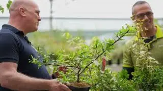 Protecting your garden from the wind - The Kerry Garden Show