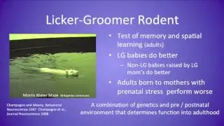 The Benefits of an Enriched Environment   Mark Miller MD, MPH