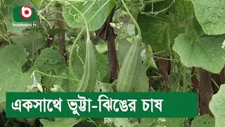 একসাথে ভুট্টা-ঝিঙের চাষ