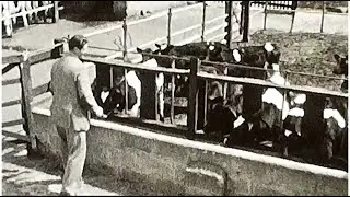 Brede Farm, Bradstock, Bridport In 1957. Dorset Farming In The 1950s. Britain In The 1950s. 8mm Cine