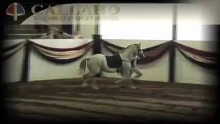 Callaho stallions.mov