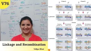 Linkage and Recombination | Morgan's experiment | Principle of inheritance & variation | Class 12