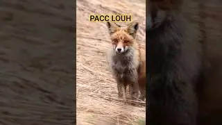 PACC LOUH, RED FOX #kashmir #nature #mountains #adventure #trending #wildlife #fox #photography#wild