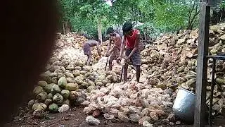 Coconut king