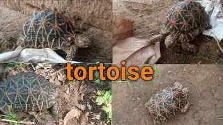 tortoise//कछुआ//#कछुआ //#tortoise //#newvideo//#video//#turtlewatching//#babytortoise