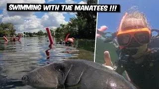 Swimming with Wild Manatees in Crystal River, Florida!  A Magical Experience!