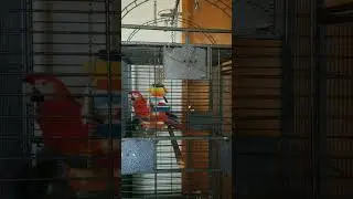 going live with my macaw indoors! come hang out and enjoy some fun moments with my colorful friend.