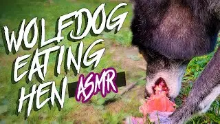 Wolfdog Eating / ASMR