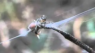 Atypus affinis spiderlings - Purseweb Spiders.