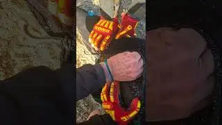 Teamwork Saves Seal Bull #shorts