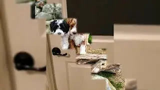 Puppy Crate Training