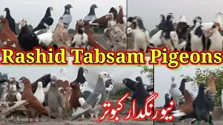 RASHID TABSAM PIGEON | RANGDAR PIGEONS | LKB PIGEONS