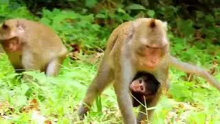 Monkey Grab In Cambodia Good All Monkeys In Khmer #103