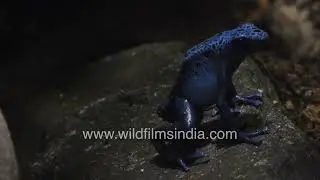 Green, Yellow and  Blue Dart Frogs | National Aquarium Abu Dhabi