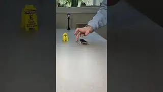 Skate De Dedo Manobras