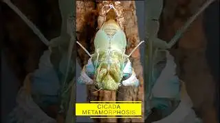 The Final Awakening: Cicada&rsquo;s Epic Transformation! #nature #bug #insects #metamorphosis #macronature
