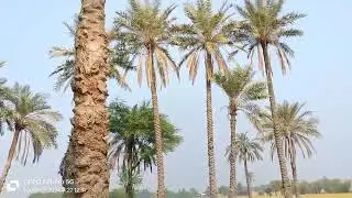 Natural life of village larkano sindh🙏#nature #viralvideo