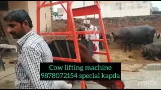 Cow lifting machine for treatment of cows call 9878072154