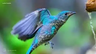 Permata Himalaya: Suara burung Sikatan hijau laut - Verditer Flycatcher