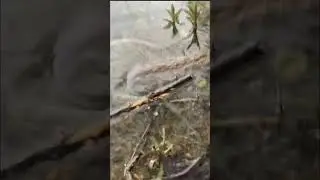 Grass snake caught fish #shorts #fishing