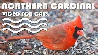 Birds for Cats to Watch - Northern Cardinal. ENTERTAINMENT VIDEO FOR CATS.