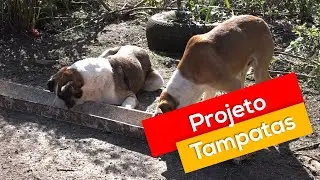 Projeto Tampatas arrecada e comercializa tampas e potes pl&aacute;sticos em prol dos animais