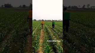 Spray On Corn Crop by Wetland Village Velogs #short