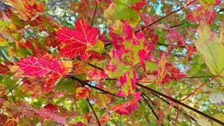 Though the grape vine | original song | by Micco Nakama ft Kai Mercer